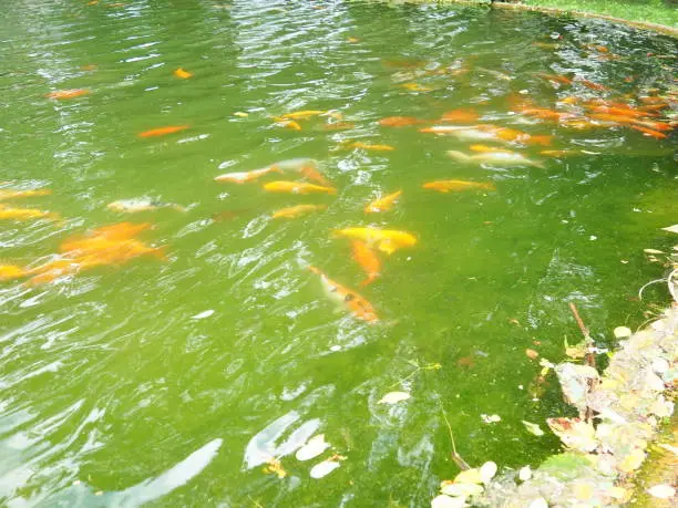 Koi or brocade carp nishikigoi are ornamental domesticated fish bred from the Amur subspecies of carp Cyprinus carpio. Eurasian carp or European carp, common carp, freshwater fish of eutrophic waters.