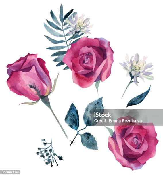 Pink Roses Watercolor Set Stock Illustration - Download Image Now - Art ...