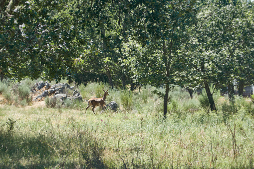 Deer grazing near the Laguna de Sanabria in Zamora. Castile and Leon. Spain