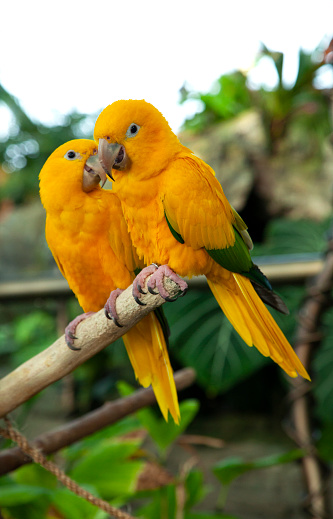 Vibrantly colored sun conure (Aratinga solstitialis) perched on wood