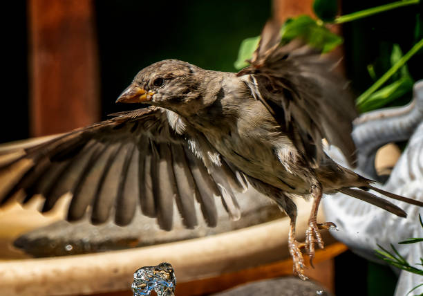 istock A little Sparrow in the afternoon light 1630502503