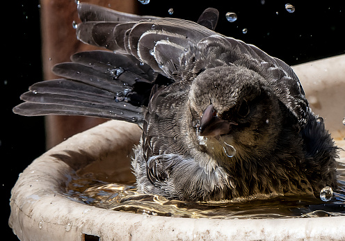 A Sparrow on the bird bath