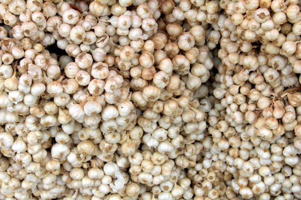 istock Lots of garlic and spices on backdrop,pattern background and Harvested summer crop 1630506767