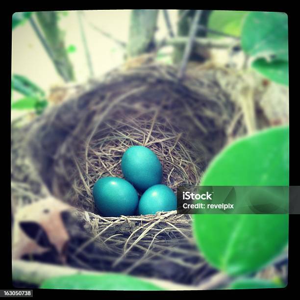 Robin Ovos No Ninho - Fotografias de stock e mais imagens de Círculo - Círculo, Ninho de pássaro, Árvore