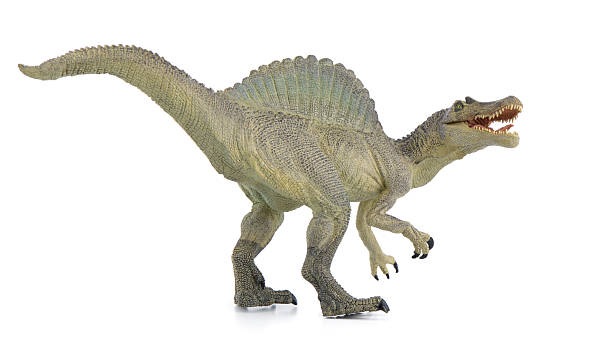 Dinosaur Spinosaurus dinosaur isolated on white background spinosaurus stock pictures, royalty-free photos & images