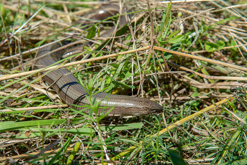 The slow worm (anguis fragilis) lying in the grass. A deaf adder, a slowworm, a blindworm in the summer.
