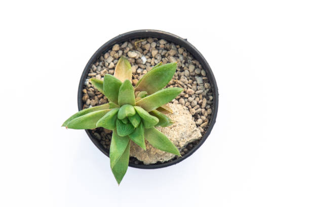 istock Kalanchoe blossfeldiana 1630533417