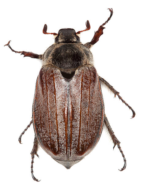 istock Maybug, Melolontha hippocastani isolated on white background, macro photo 163053420