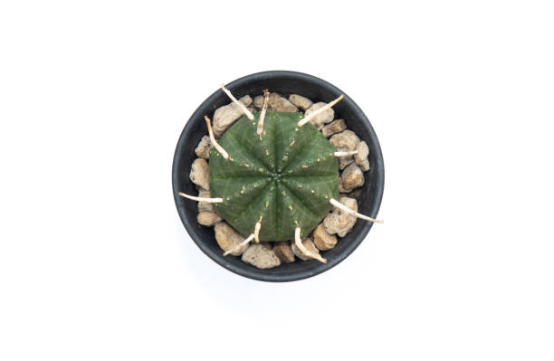 istock Euphorbia meloformis 1630534489