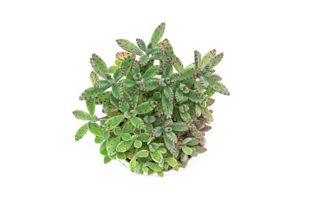 istock Kalanchoe tubiflora 1630535001
