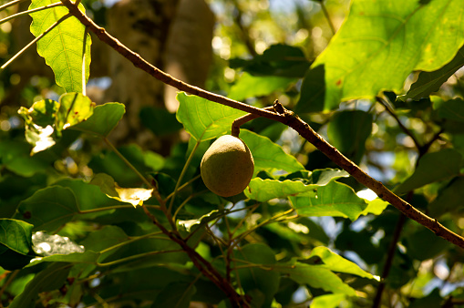 A candlenut fruit (Aleurites moluccana) and green leaves, shallow focus.