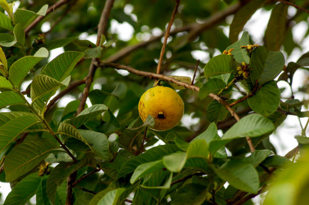 istock Jambu biji, fresh guava fruit (Psidium guajava) hanging on the tree, shallow focus 1630538646