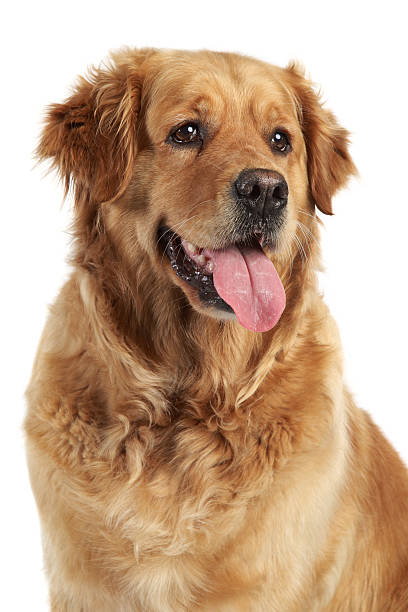 istock Golden Retriever portrait on white background 163054602