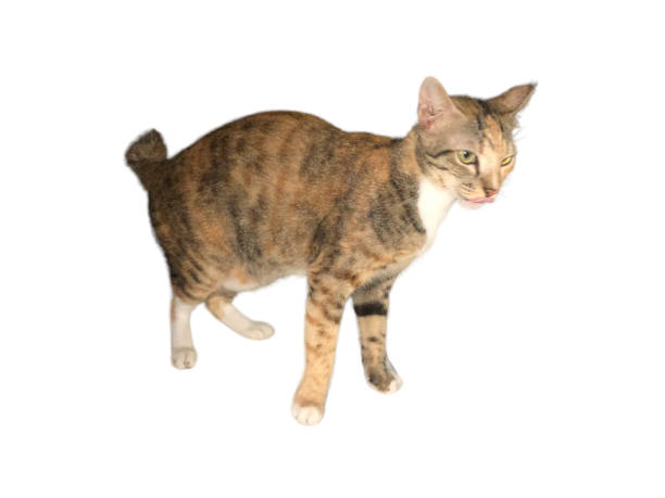 Domestic cat walks on a white and isolated background