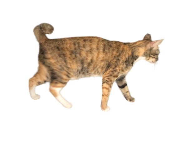istock Domestic cat walks on a white and isolated background 1630546609