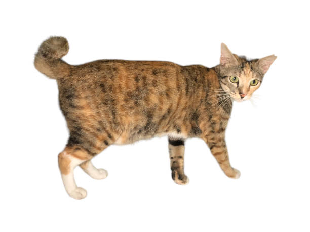 istock Domestic cat walks on a white and isolated background 1630546613