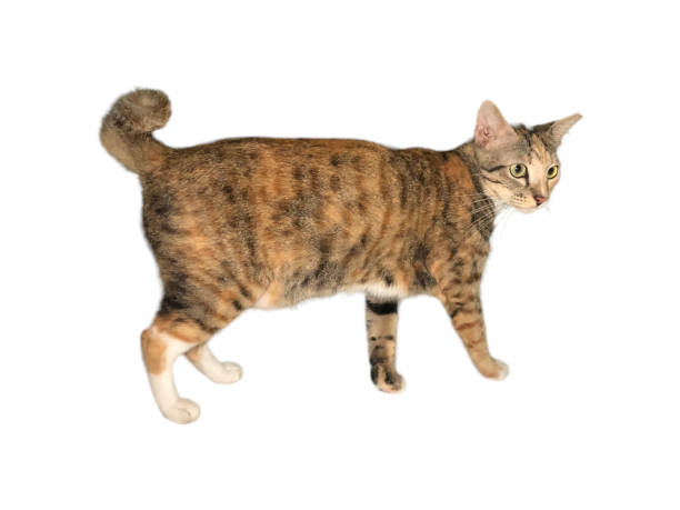 istock Domestic cat walks on a white and isolated background 1630546615