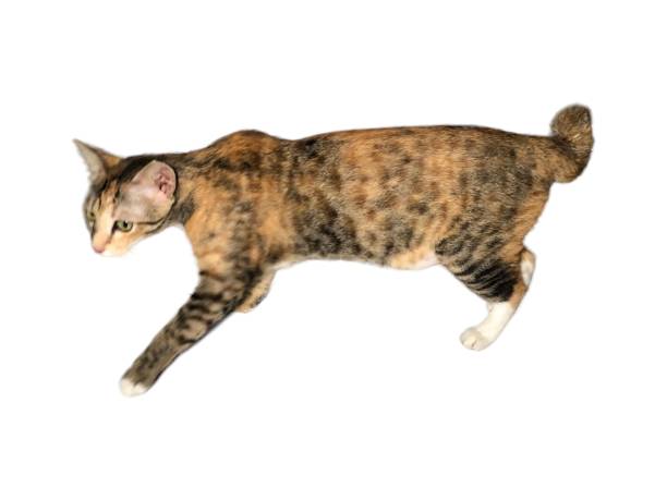 istock Domestic cat walks on a white and isolated background 1630547137
