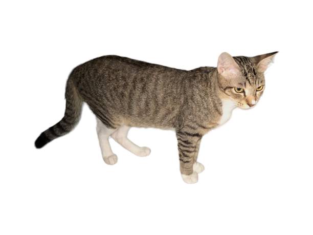 istock Domestic cat walks on a white and isolated background 1630547155