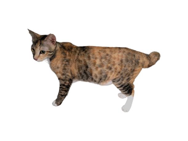 istock Domestic cat walks on a white and isolated background 1630547172