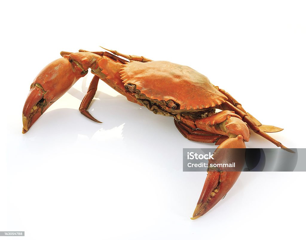 Hervido crabs preparada - Foto de stock de Al vapor libre de derechos