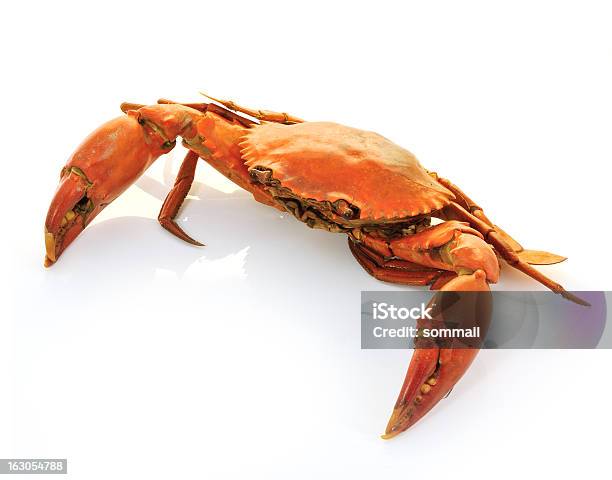 Hervido Crabs Preparada Foto de stock y más banco de imágenes de Al vapor - Al vapor, Alimento, Alimentos cocinados