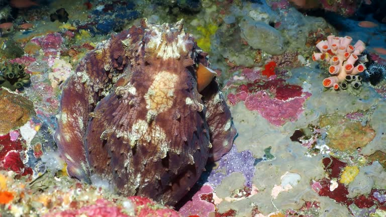 A Day Octopus searching the reef algae and corals for food