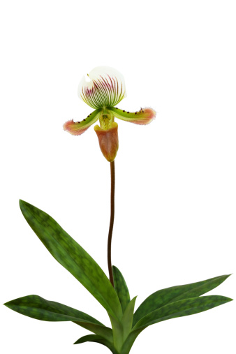 Paphiopedilum appletonianum of orchid isolated on white background