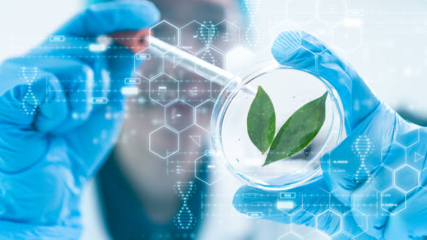 istock Scientific Exploration, Microbiologist Studying Green Leaf in the Laboratory , Biotechnology concept 1630588475