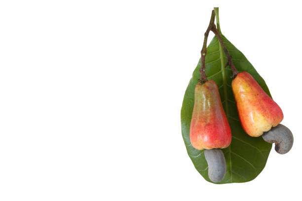 istock Cashews  fruit with ripe. 1630613660