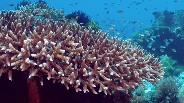 Finger coral close-up