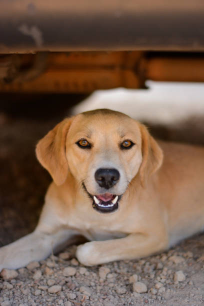 istock reddish-brown dog is looking at you. It's lying under the car. 1630624366