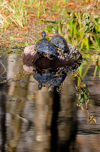 Red Ear Turtles...Does this stump make my butt look big? Two red-eared turtles sunning on a log coahuilan red eared turtle stock pictures, royalty-free photos & images