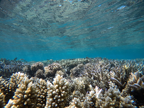 underwater coral