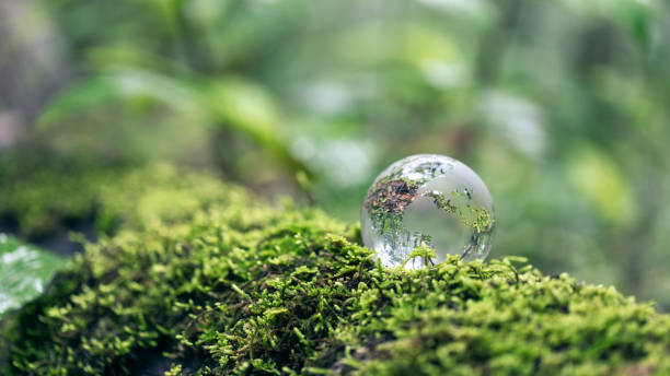 istock Close up of crystal globe resting on grass in a forest - environment concept 1630664506