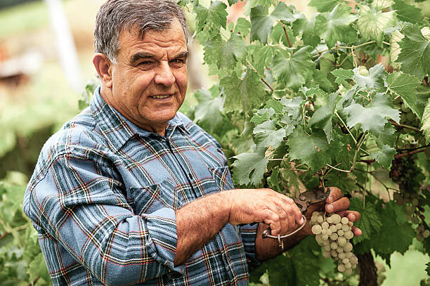 starszy winemaker cięcie gałęzi - senior adult caucasian farmer grape harvesting zdjęcia i obrazy z banku zdjęć