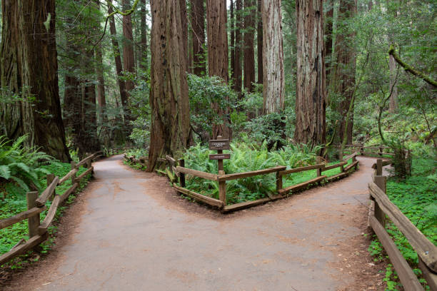 istock Muir Woods, National Park, California, EUA 1630678618
