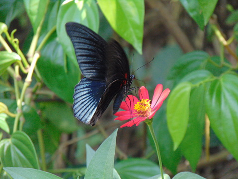 A Papilio memnon butterfly, the great Mormon, suckling honey of Zinnia flower