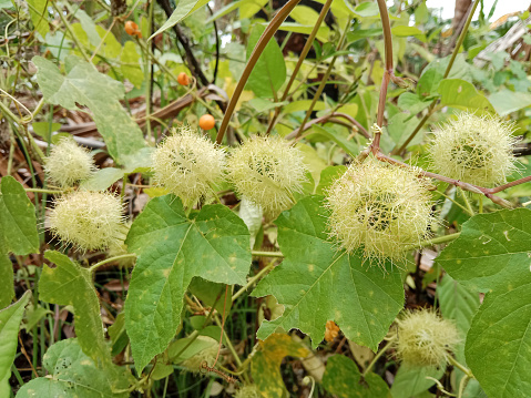 Wild passion fruit or stinking passion flower (Passiflora foetida). Also known as wild maracuja, bush passion fruit, wild water lemon, stoneflower, love-in-a-mist, or running pop.