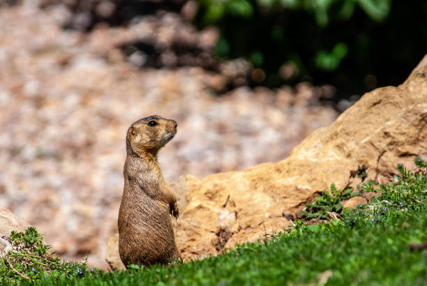 The Gunnison's Prairie Dog (Cynomys gunnisoni) is a rodent and member of the squirrel family.  They are primarily distributed in the Four Corners region of Utah, Colorado, New Mexico and Arizona.  Their coats are light brown mixed with black-colored hairs. The top of the head, cheeks, and eyebrows are darker than the rest of the body. The tail is mostly white.  The prairie dog’s eyes are on the sides of the head to give them wide peripheral vision to more easily spot predators.  The Gunnison's prairie dog typically feeds during the day on grasses, herbs, and leaves.  In the spring, they feed on newly grown shrubs.  In the summer they mainly consume seeds.  Prairie dog habitat includes meadows, grasslands, high desert and floodplains. They are often found in areas of rabbitbrush, sagebrush, and saltbrush.  Gunnison's prairie dogs live in large colonies of up to several hundred.  They are more active in the early morning and late afternoon especially during hot weather.  When the temperatures are cooler, they become more active throughout the day. When it rains or snows, the prairie dog will spend its time underground.  When they are above ground, they feed, make social contact, look out for predators, groom and dig their burrows.  During the winter, the Gunnison's prairie dog hibernates for long periods of time without food or water, instead relying on stored fat and physiological adaptations to slow their metabolism.  After hibernation, they become active from April through October.  The Gunnison's prairie dog has a complex system of vocal communication.  Their bark is a combination of high-pitched syllables to identify various predators.  They also have different sounds for an \
