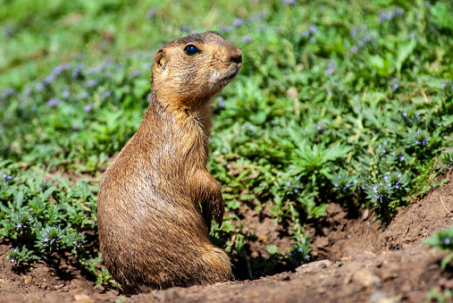 A prairie dog stands alert in Badlands National Park, South Dakota. The prairie dog is holding something to its mouth and eating.