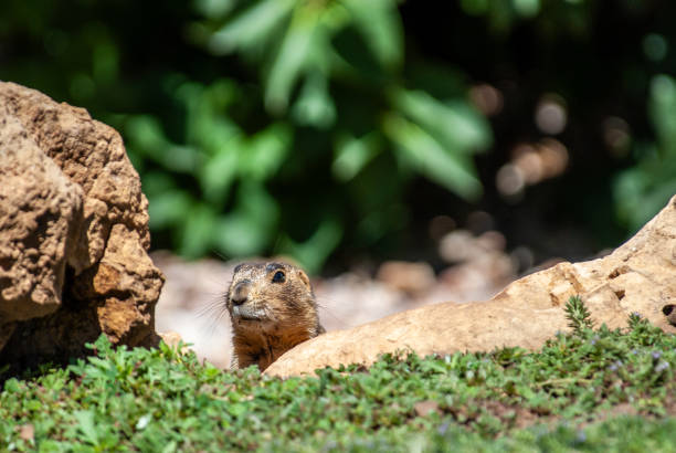 The Gunnison's Prairie Dog (Cynomys gunnisoni) is a rodent and member of the squirrel family.  They are primarily distributed in the Four Corners region of Utah, Colorado, New Mexico and Arizona.  Their coats are light brown mixed with black-colored hairs. The top of the head, cheeks, and eyebrows are darker than the rest of the body. The tail is mostly white.  The prairie dog’s eyes are on the sides of the head to give them wide peripheral vision to more easily spot predators.  The Gunnison's prairie dog typically feeds during the day on grasses, herbs, and leaves.  In the spring, they feed on newly grown shrubs.  In the summer they mainly consume seeds.  Prairie dog habitat includes meadows, grasslands, high desert and floodplains. They are often found in areas of rabbitbrush, sagebrush, and saltbrush.  Gunnison's prairie dogs live in large colonies of up to several hundred.  They are more active in the early morning and late afternoon especially during hot weather.  When the temperatures are cooler, they become more active throughout the day. When it rains or snows, the prairie dog will spend its time underground.  When they are above ground, they feed, make social contact, look out for predators, groom and dig their burrows.  During the winter, the Gunnison's prairie dog hibernates for long periods of time without food or water, instead relying on stored fat and physiological adaptations to slow their metabolism.  After hibernation, they become active from April through October.  The Gunnison's prairie dog has a complex system of vocal communication.  Their bark is a combination of high-pitched syllables to identify various predators.  They also have different sounds for an \