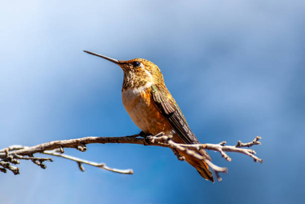 kolibri thront auf einem ast - arizona wildlife stock-fotos und bilder