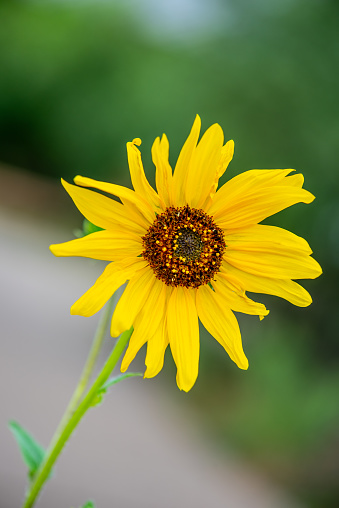 The Common Sunflower (Helianthus annus), a wild native of the American Southwest, is a member of the Asteraceae family.  It has a well-known characteristic, called heliotropism, of pivoting its leaves and buds to track the path of the sun from sunrise to sunset.  Once the flowers open, they are oriented to the east to greet the rising sun.  The common sunflower thrives in the dry, brown disturbed soils of the southwest, turning the arid landscape into a shimmering yellow carpet that attracts wildlife, insects and human visitors alike.  In Northern Arizona, the Navajo ancestors extracted a dark red dye from the outer seed coats and the Hopi cultivated a purple sunflower to make a special dye.  The sunflower seed was an important food source for most North American tribes.  The sunflower, with its large yellow flowers, is also an iconic art symbol and the state flower of Kansas.  After the Summer Monsoon rains bring moisture to the region, sunflowers bloom in fields all over Northern Arizona.  This lone sunflower blossom was photographed near the Rio de Flag in Flagstaff, Arizona, USA.