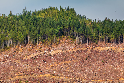 Deforestation on Vancouver Island