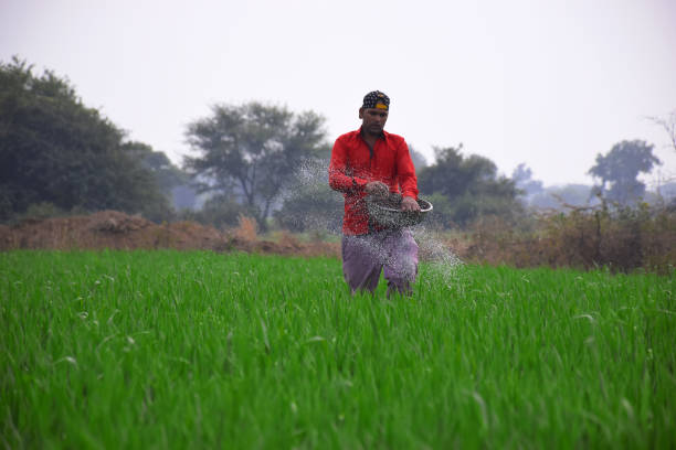 istock Indian farmer applying manure to increase fertilizer capacity in wheat field 1630730901