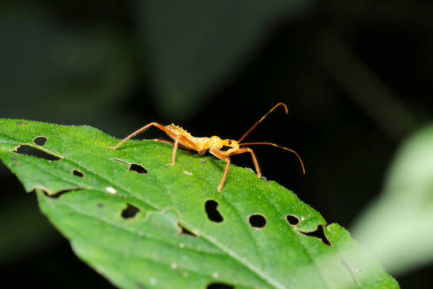 SEMARANG, INDONESIA, April 11, 2021 - Walang sangit (Leptocorisa oratorius) perches on a corn leaf.
