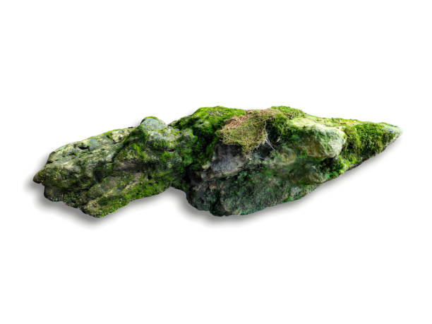 istock a stone covered in moss and  ferns isolated on white background 1630733469