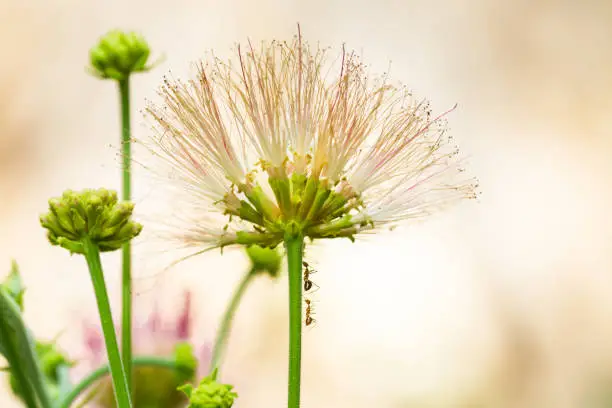 beautiful long stamen (pollen) flowers,Rain Tree, East Indian Walnut. background, blur