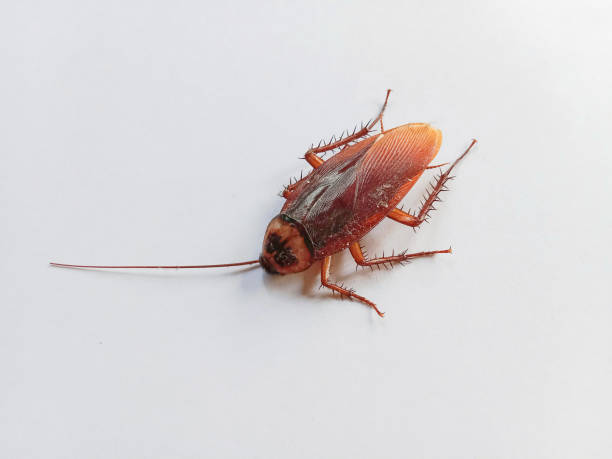 Cockroach. Cockroach isolated on a white background. Close-up photo of a cockroach. Cockroach. A dead cockroach isolated on a white background. Close-up photo of a dead cockroach. Top view. periplaneta americana stock pictures, royalty-free photos & images